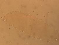 Hypsibius convergens image