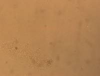 Hypsibius convergens image