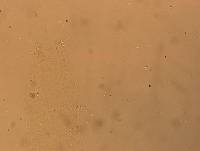 Hypsibius convergens image
