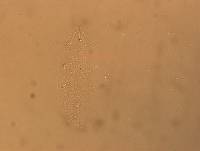 Hypsibius convergens image