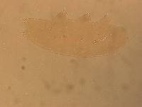 Ramazzottius oberhaeuseri image