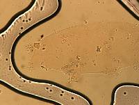 Ramazzottius oberhaeuseri image