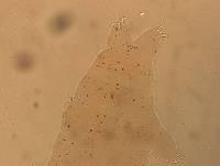 Ramazzottius oberhaeuseri image