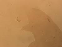 Ramazzottius oberhaeuseri image
