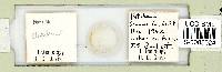 Ramazzottius oberhaeuseri image