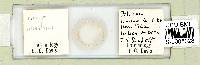 Ramazzottius oberhaeuseri image