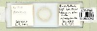 Ramazzottius oberhaeuseri image