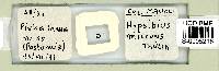 Hypsibius microps image