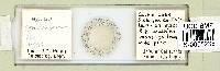 Hypsibius convergens image