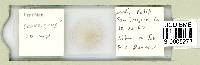 Hypsibius convergens image