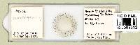 Hypsibius convergens image
