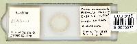 Ramazzottius oberhaeuseri image