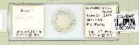 Ramazzottius oberhaeuseri image