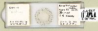 Ramazzottius oberhaeuseri image