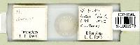 Ramazzottius oberhaeuseri image