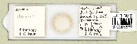 Ramazzottius oberhaeuseri image
