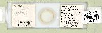 Ramazzottius oberhaeuseri image