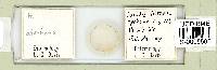 Ramazzottius oberhaeuseri image