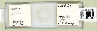Ramazzottius oberhaeuseri image