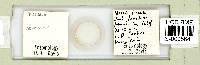 Ramazzottius oberhaeuseri image
