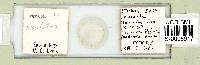 Pilatobius iltisi image