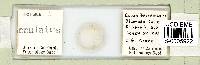 Pilatobius iltisi image