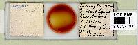 Media resource of Adropion scoticum