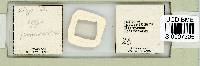 Adropion prorsirostre image