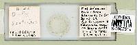 Adropion scoticum image