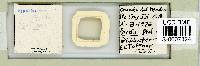 Adropion scoticum image