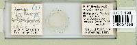 Mesocrista spitzbergensis image