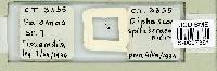 Mesocrista spitzbergensis image