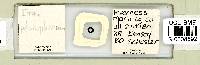 Itaquascon placophorum image