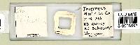 Astatumen trinacriae image