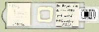 Astatumen trinacriae image
