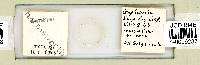 Mesobiotus harmsworthi image