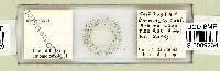 Mesobiotus harmsworthi image