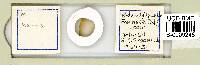 Mesobiotus harmsworthi image