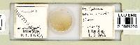 Mesobiotus harmsworthi image