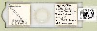 Mesobiotus harmsworthi image