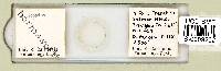 Mesobiotus harmsworthi image