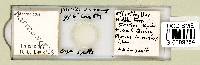 Mesobiotus harmsworthi image