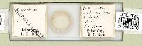 Mesobiotus harmsworthi image