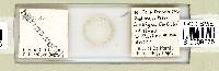 Mesobiotus harmsworthi image