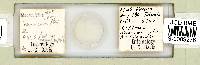 Mesobiotus harmsworthi image