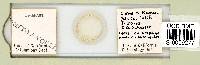 Mesobiotus harmsworthi image