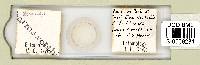 Mesobiotus harmsworthi image