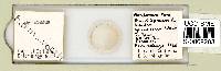 Mesobiotus harmsworthi image