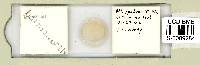 Mesobiotus harmsworthi image