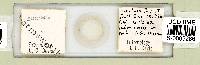 Mesobiotus harmsworthi image